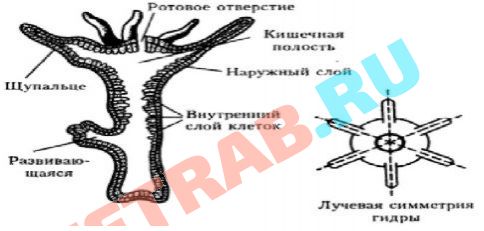 Ссылка на кракен 2024