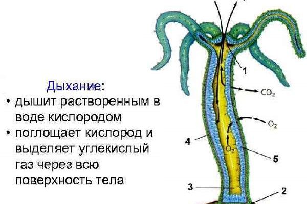 Что такое кракен маркетплейс в россии